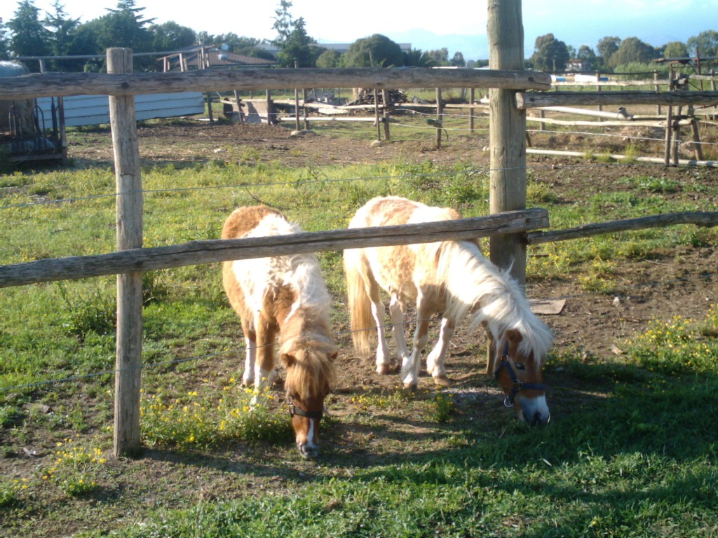 Dopo gatti e cani parliamo del Cavallo?